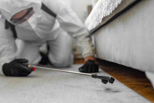Professional Bed Bug Control technician working in White Rock, NM